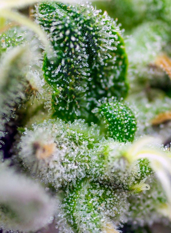 Gorilla Girl XL Auto (1 semilla)