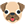 dog :dog: